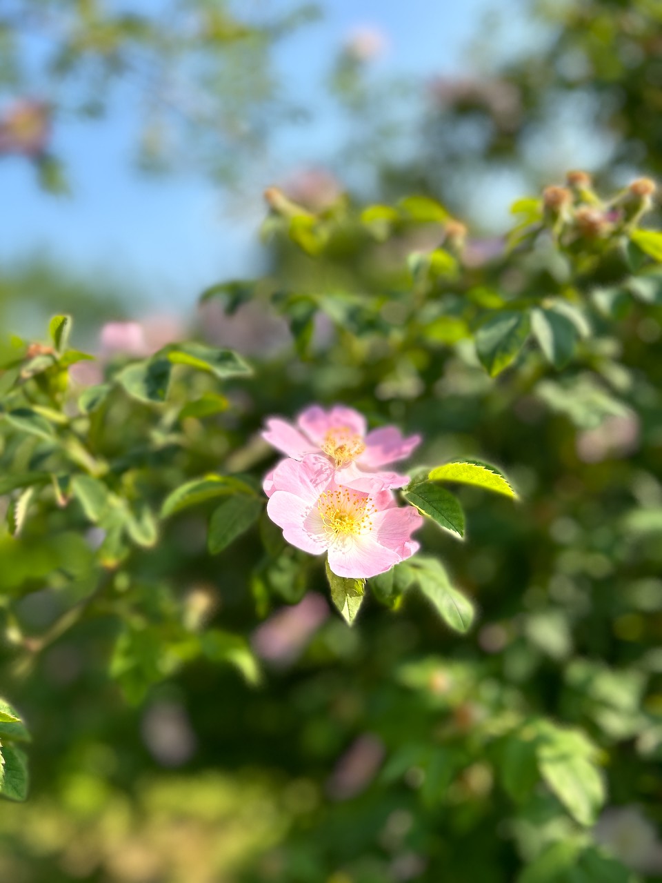 Zarte rosa Wildrose mit gelben Staubblättern vor unscharfem grünem Blätterhintergrund. Die Blüte steht einzeln und leuchtet hell vor dem verschwommenen Grün der Blätter und des Himmels.