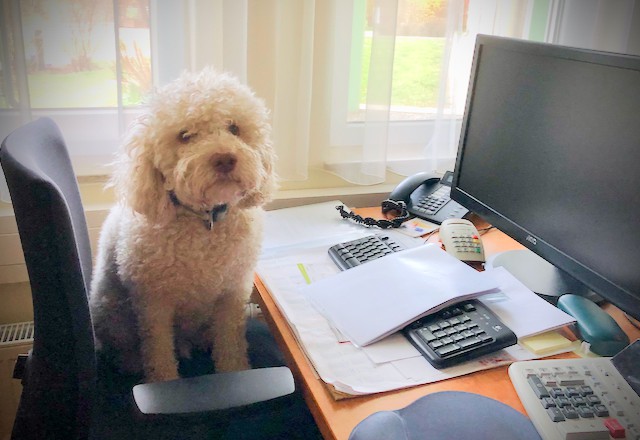 Flauschiger Hund sitzt auf einem Bürostuhl an einem Schreibtisch mit Computer, Taschenrechner und Dokumenten. Der Hund blickt direkt in die Kamera, umgeben von Arbeitsutensilien in einem hellen Raum mit Fenstern.